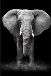 Quadro Elefante  Preto e Branco em Arte