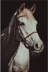 Quadro  Decorativo Cavalo Branco em arte